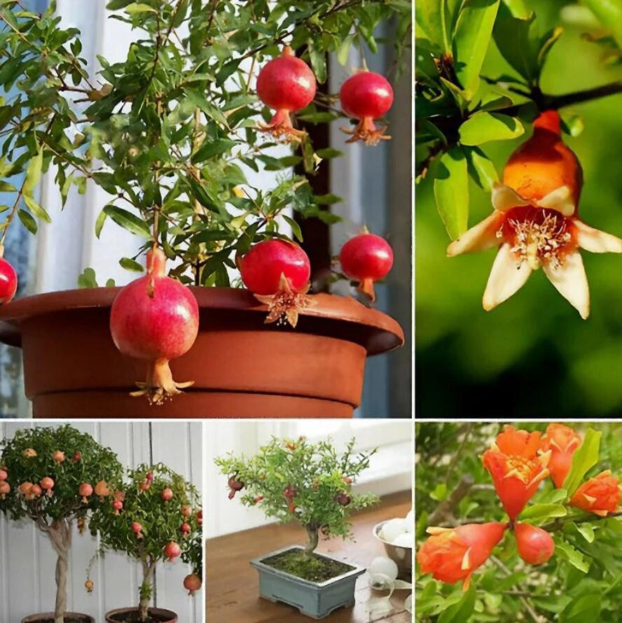 Гранат комнатный Гранада